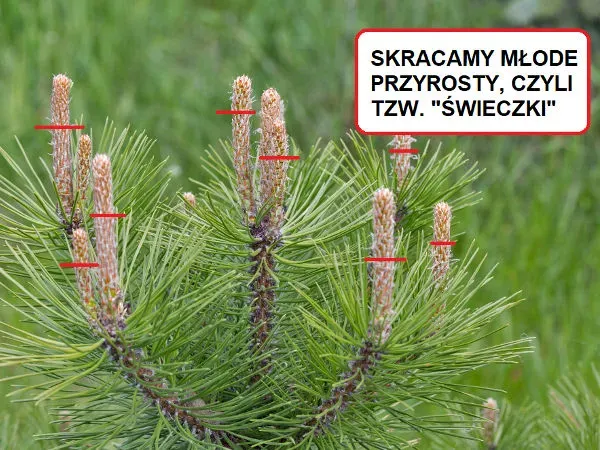 kalendarz przycinania sosny