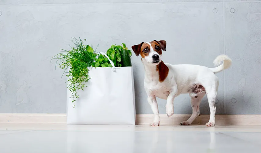 pies zioła bezpieczeństwo