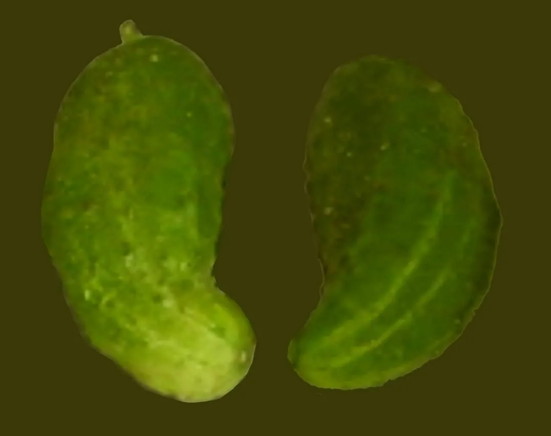 objawy niedoboru potasu ogórek