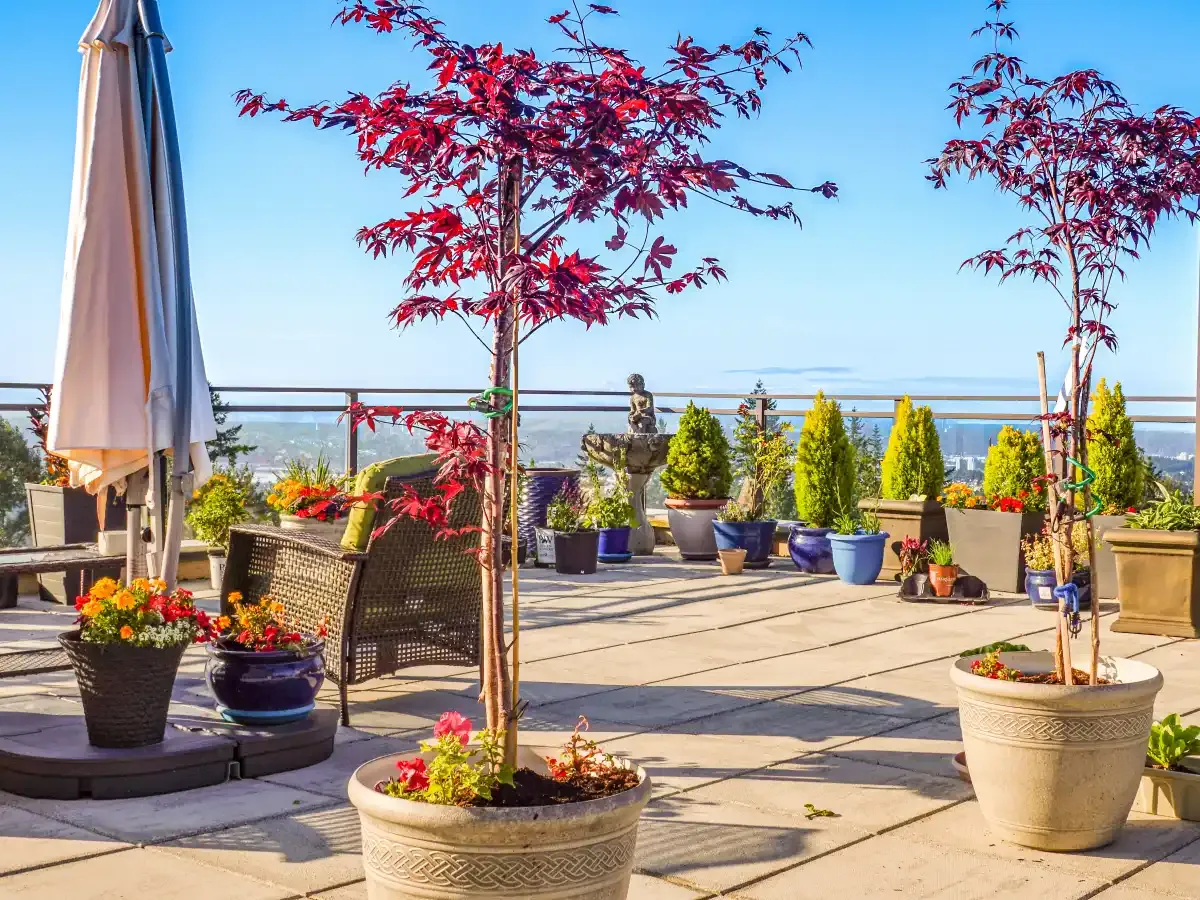 Kryteria wyboru drzewa na taras