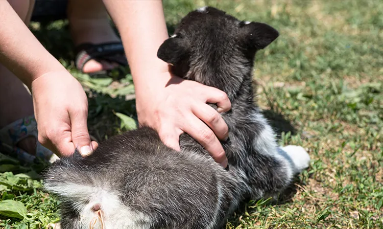 szczeniak z objawami zarobaczenia u weterynarza