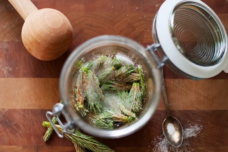 dawkowanie nalewki z szyszek sosny przeciwwskazania