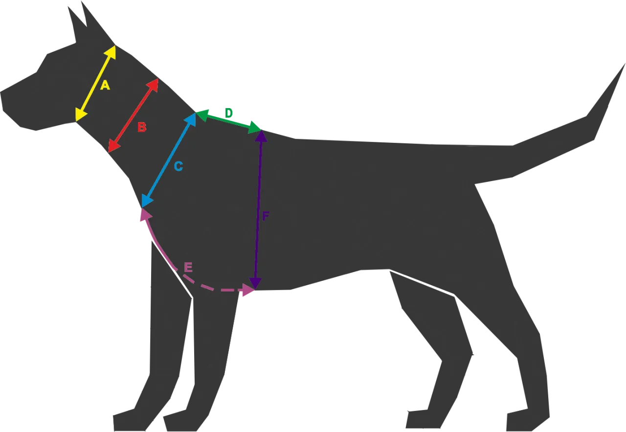 pies w szelkach i obroży porównanie