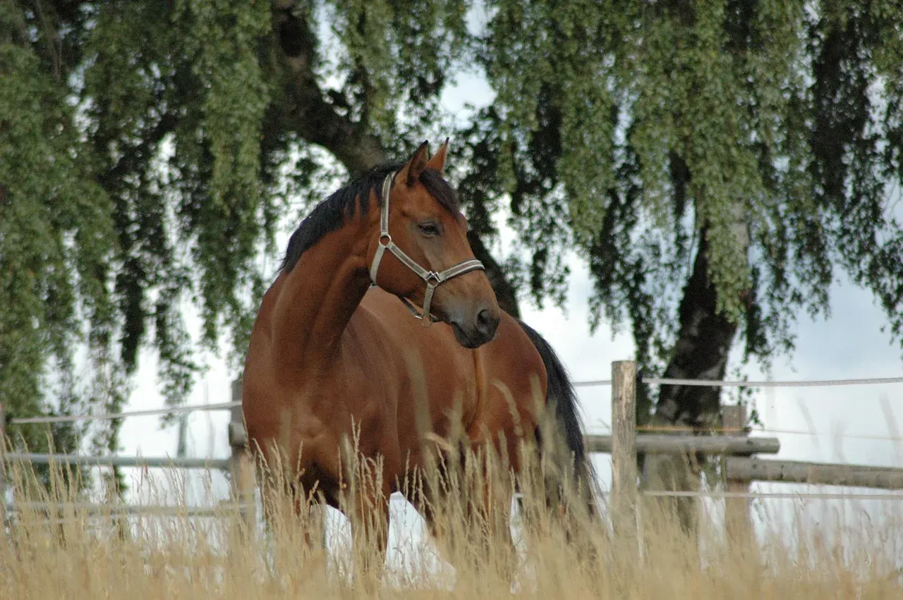 M&oacute;wiące konie Narnia