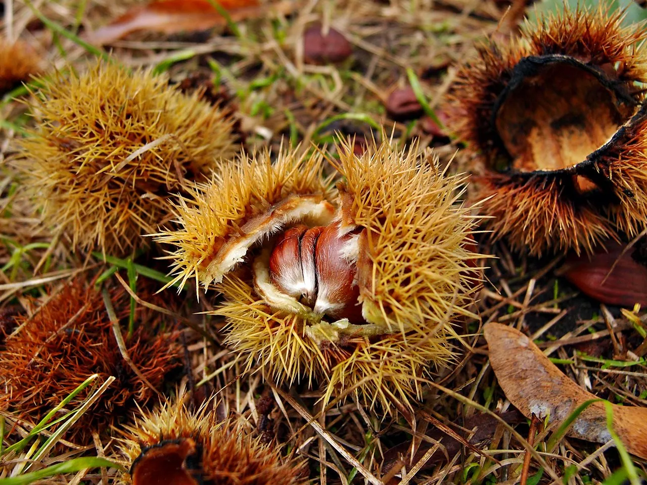 kalendarz kwitnienia kasztana jadalnego w Polsce