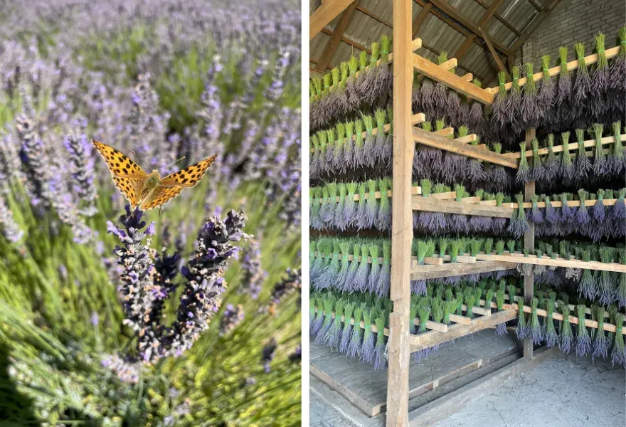 miejsca lęgowe komarów na tarasie