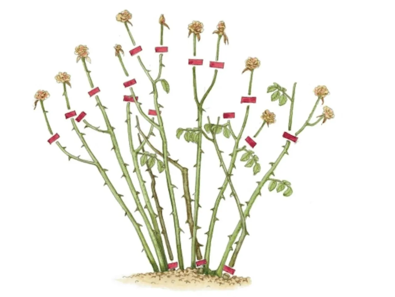 Ilustracja pokazuje, jak przycinać r&oacute;że na pniu. Czerwone paski oznaczają miejsca cięcia, aby pobudzić wzrost.