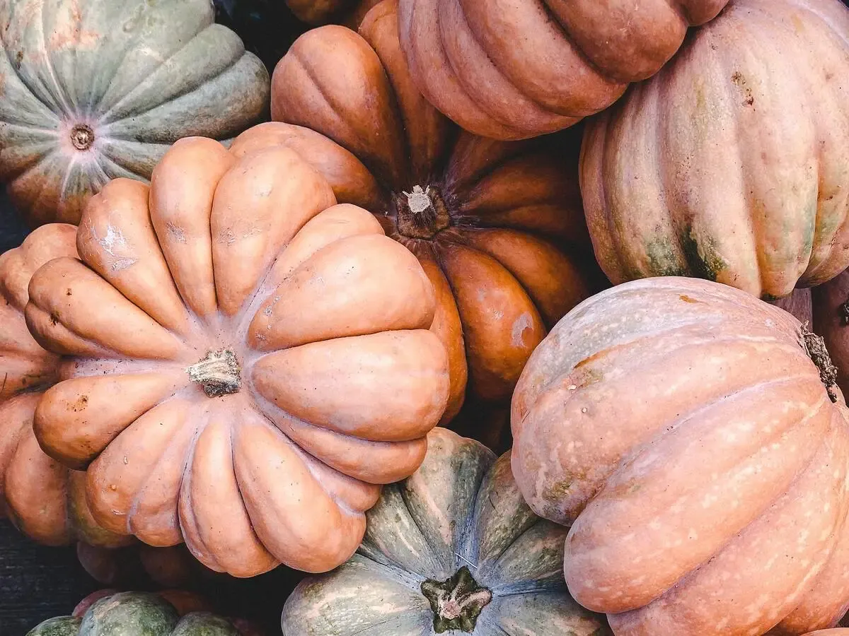 varietà zucca mantovana delica butternut