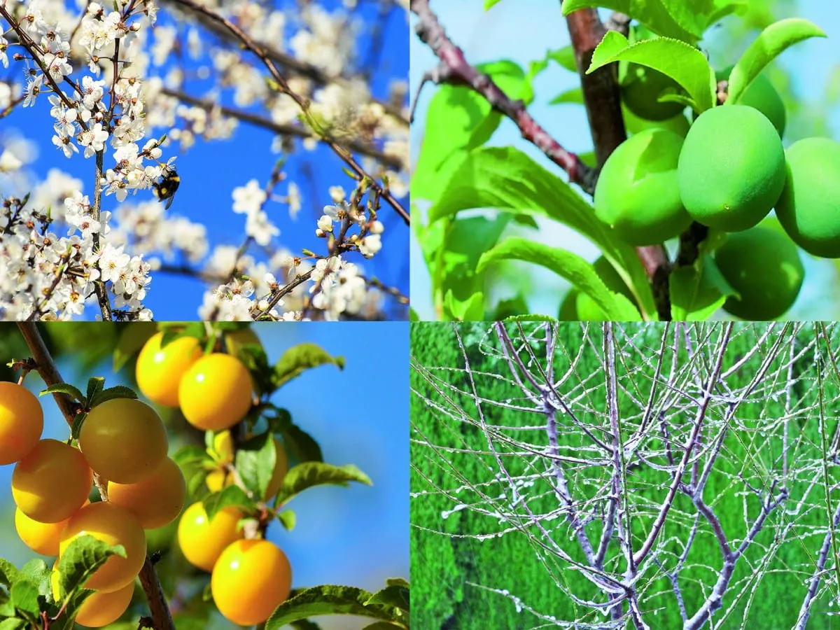 Cztery pory roku śliwki: kwitnienie, zielone owoce, dojrzałe ż&oacute;łte śliwki i nagie gałęzie.
