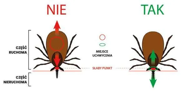 kleszcz budowa aparat gębowy schemat
