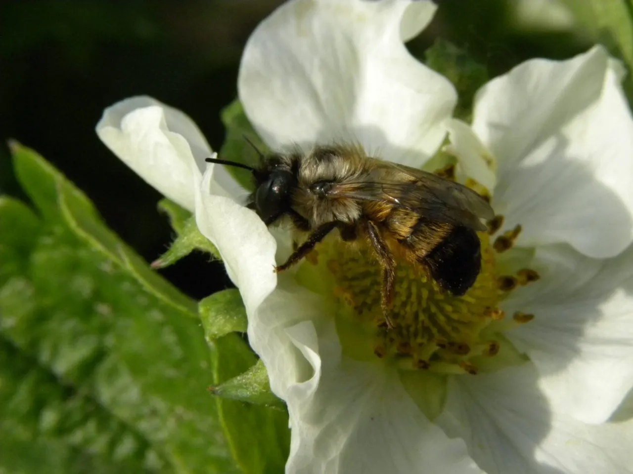 Pszczoła murarka na białym kwiecie. Zastanawiasz się, czym dokarmiać pszczoły murarki? Kwiaty to ich naturalny pokarm.