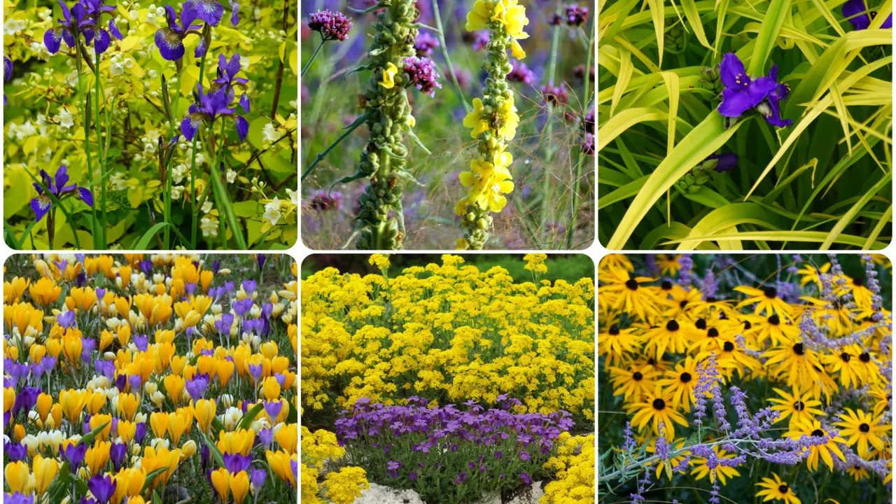 r&oacute;żne ż&oacute;łte kwiaty w bukiecie