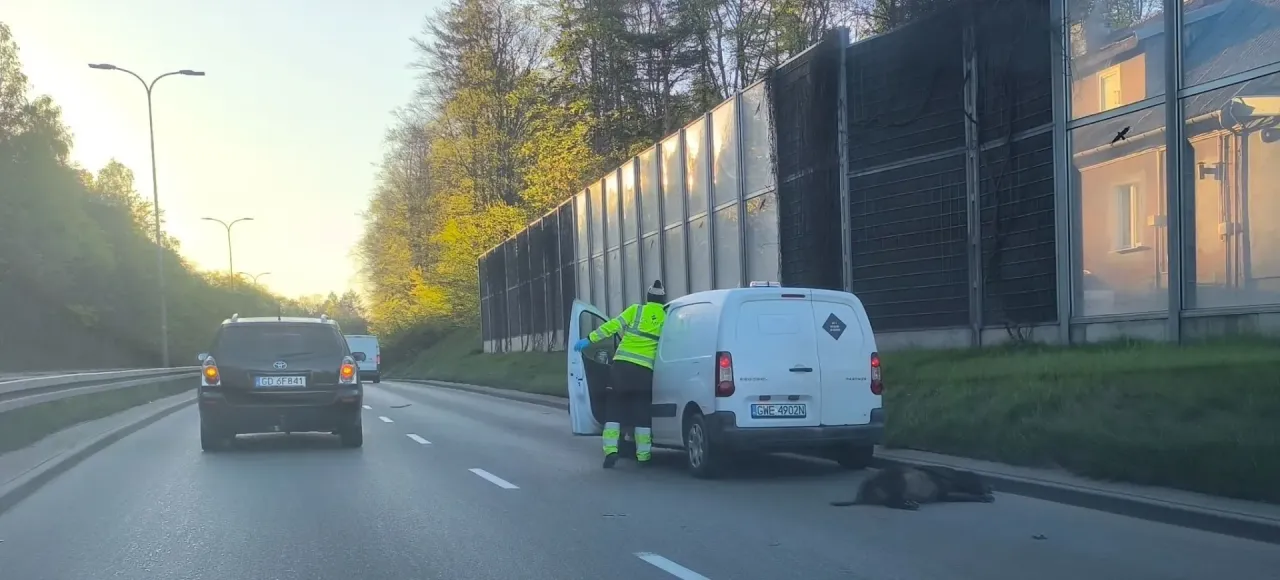 Osoba w kamizelce odblaskowej przy białym busie obok rannego w kolizji zwierzęcia na poboczu drogi. Czy myśliwy może dostrzelić ranne w kolizji zwierzę?
