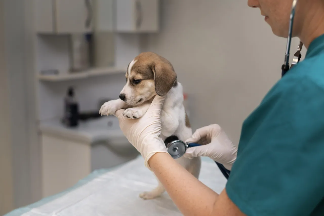 Weterynarz bada szczeniaka, wykonując test Ortolaniego