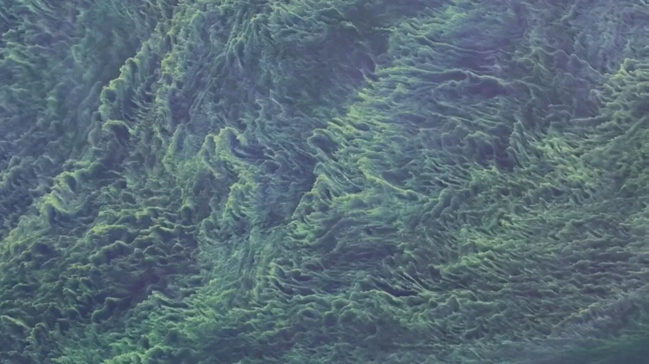 sinice vs pyłki sosny, sinice a glony por&oacute;wnanie