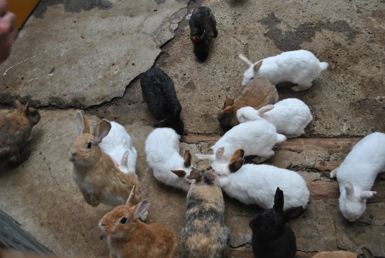 Wiele królików, białych i brązowych, w różnym wieku. Ciekawe, ile lat żyje królik w takiej gromadce.