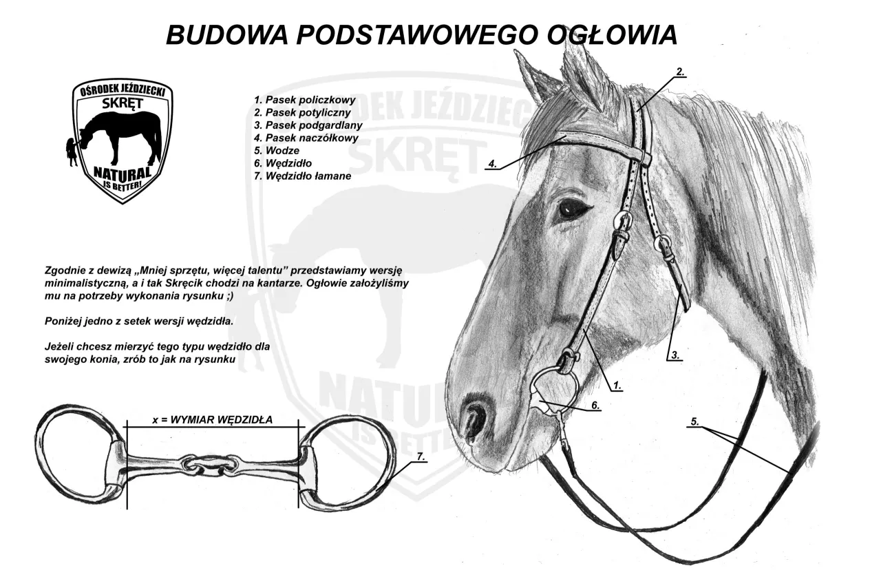Ilustracja przedstawia budowę siodła i ogłowia konia. Widoczne są poszczególne elementy ogłowia, takie jak paski i wędzidło.