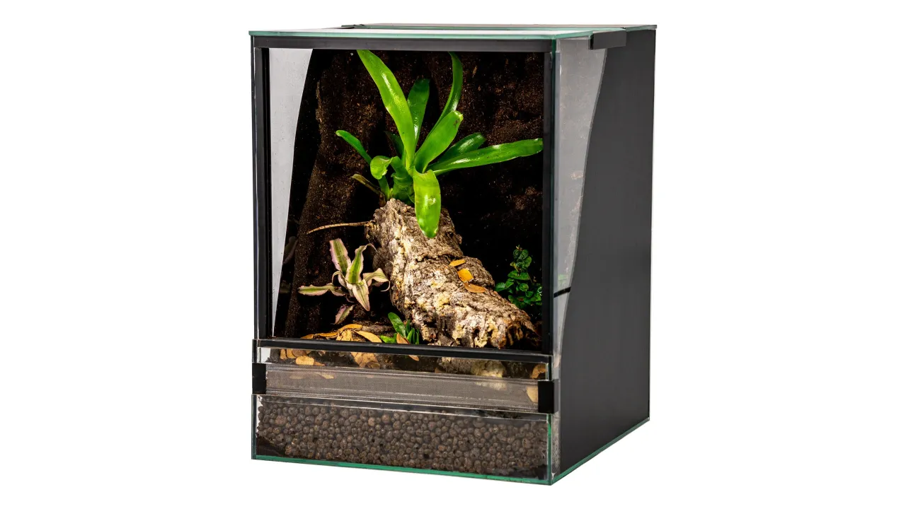 rodzaje terrari&oacute;w tropikalne pustynne umiarkowane przykłady