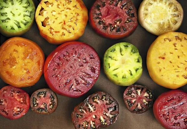 r&oacute;żne odmiany pomidor&oacute;w na stole, kolorowe pomidory do serwowania