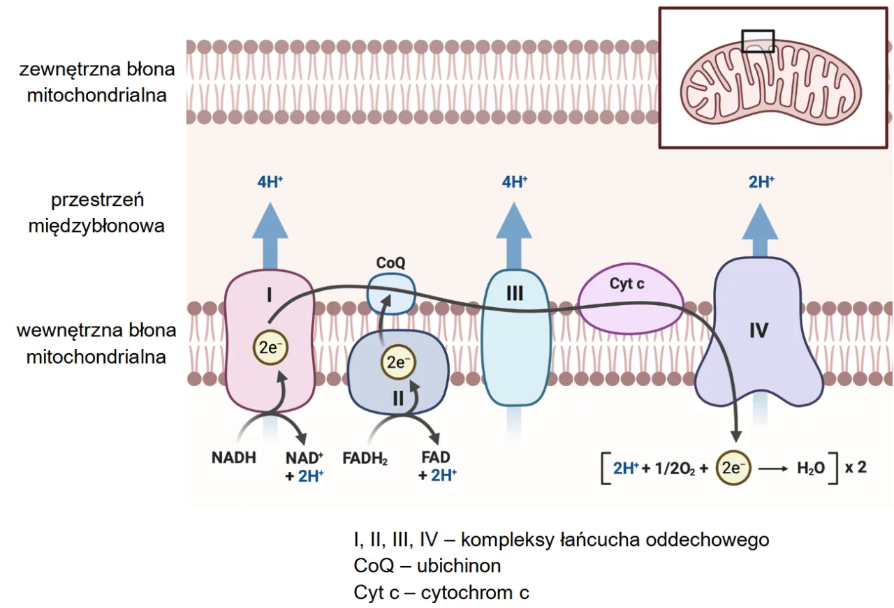 Schemat oddychania tlenowego etapy glikoliza cykl Krebsa łańcuch oddechowy