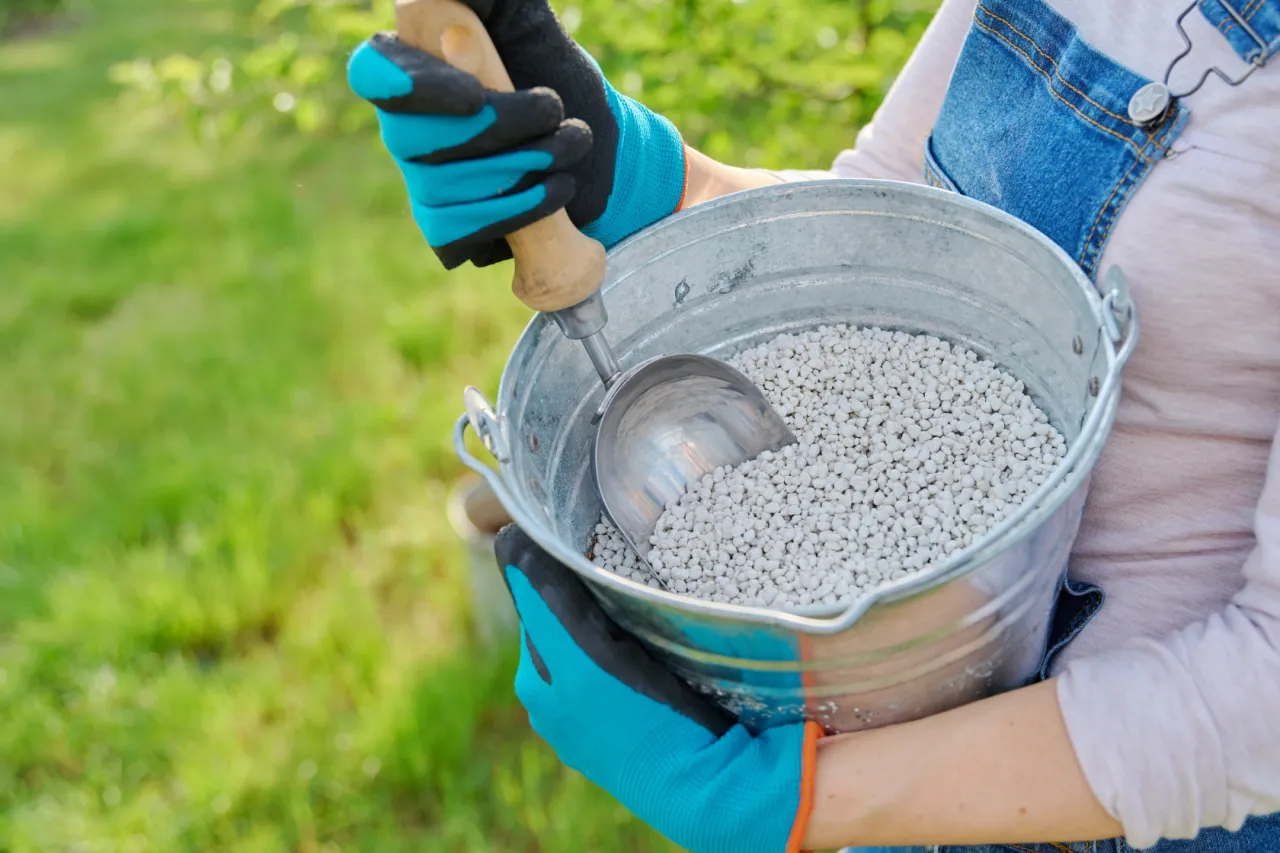 Rozsiewanie wapna na trawniku