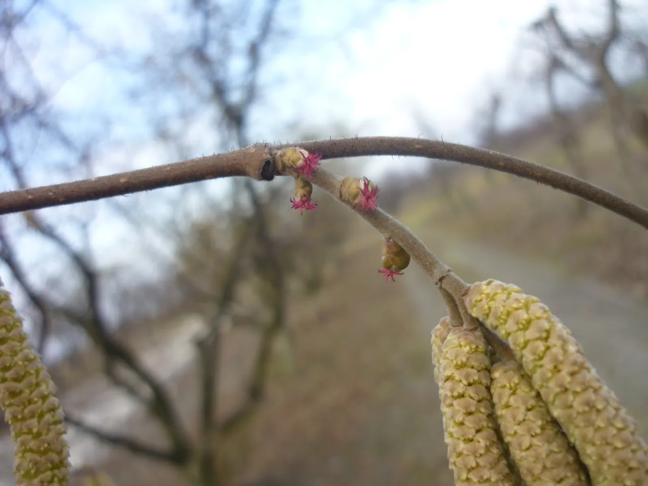 Delikatne, różowe pręciki zdobią gałązkę orzecha laskowego, zapowiadając jego wiosenne kwitnienie. Widać też pierwsze, żółte kotki.