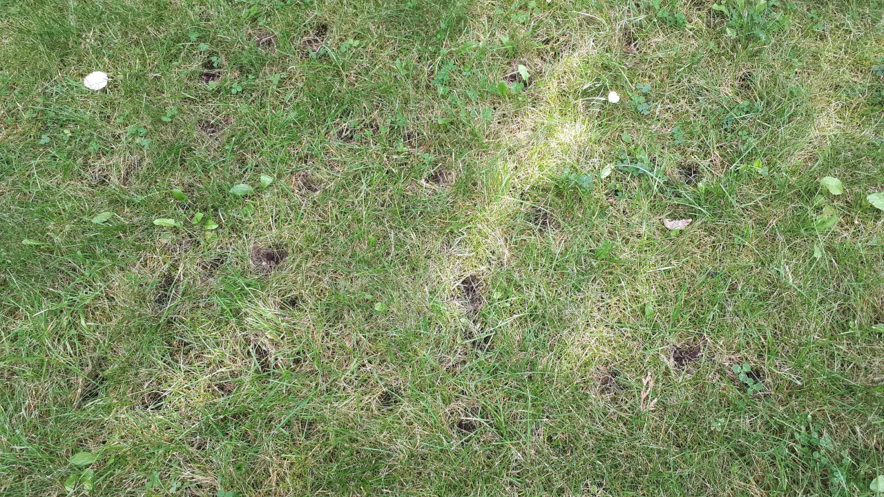 Kopce kreta na trawniku