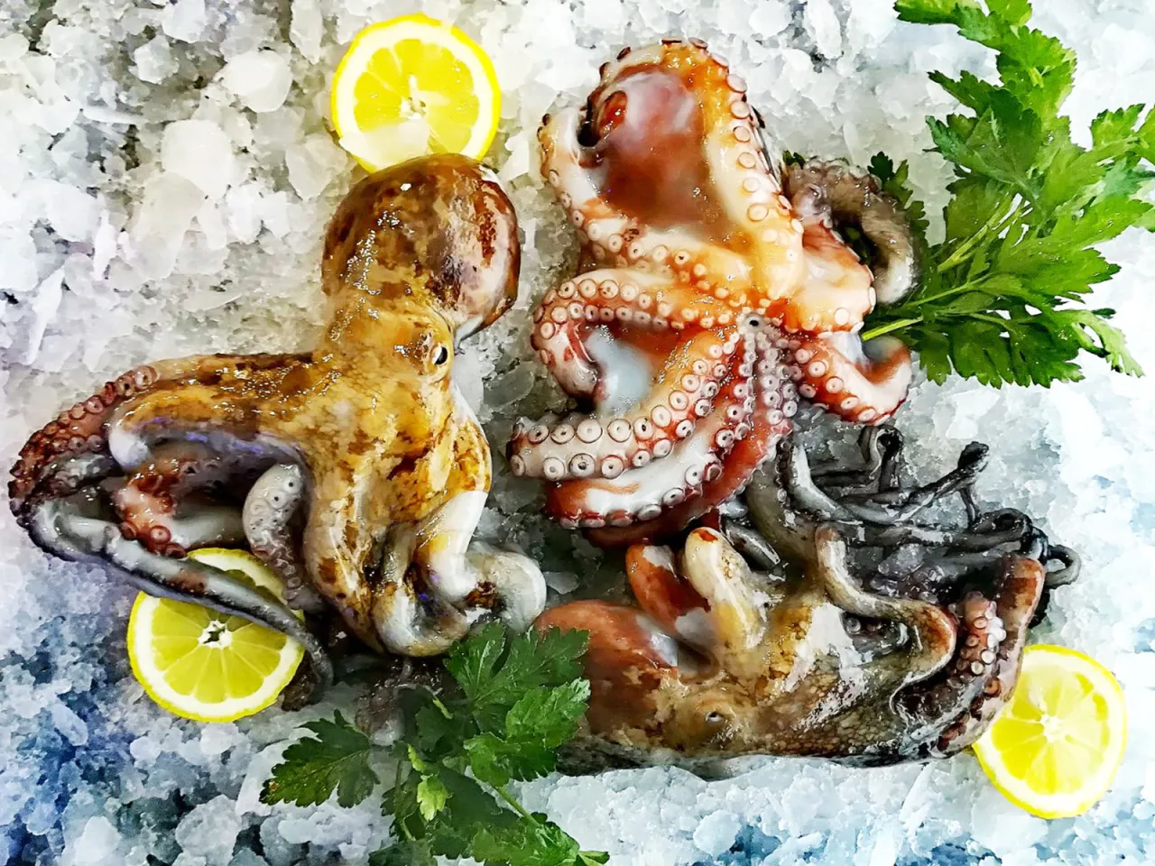 polpo fresco in preparazione