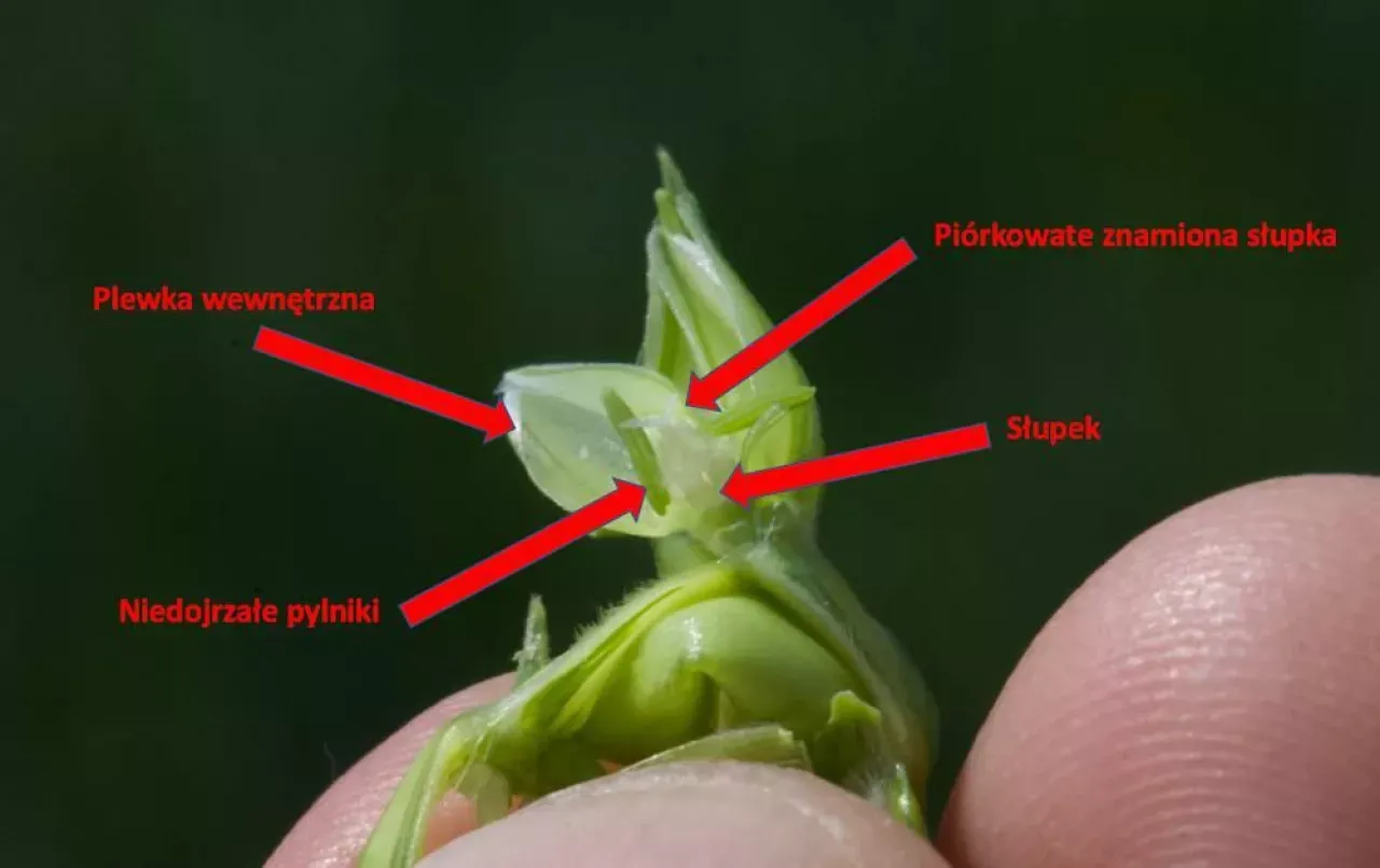 Czynniki wpływające na kwitnienie pszenżyta