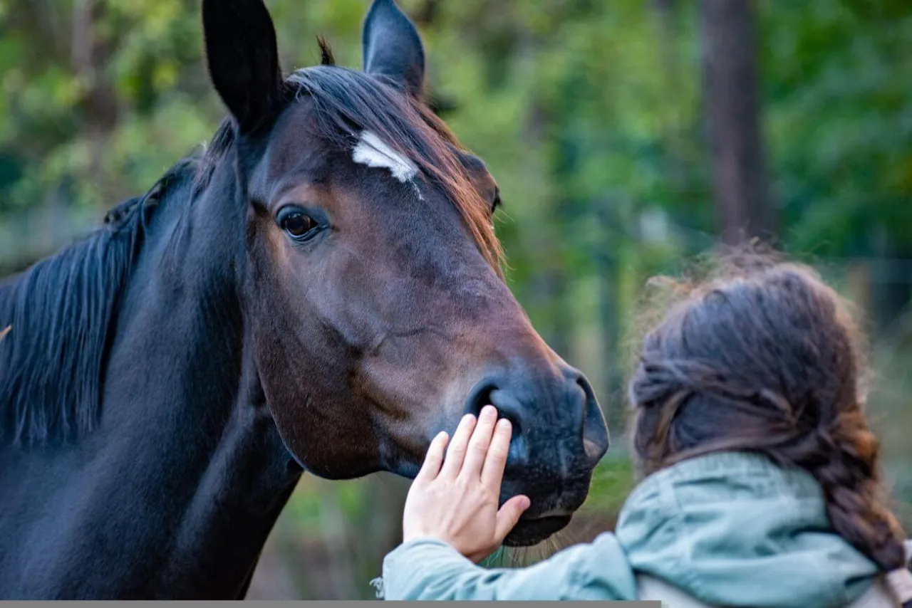 Umowa kupna sprzedaży konia