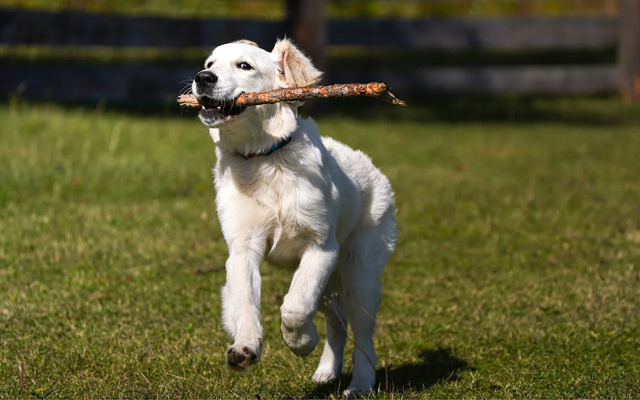Szczęśliwy golden retriever na spacerze