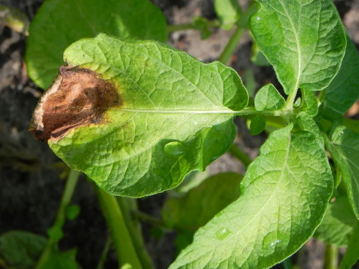Liście ziemniaczane z brązową plamą, być może objaw choroby. Widać krople wody na zdrowych częściach.