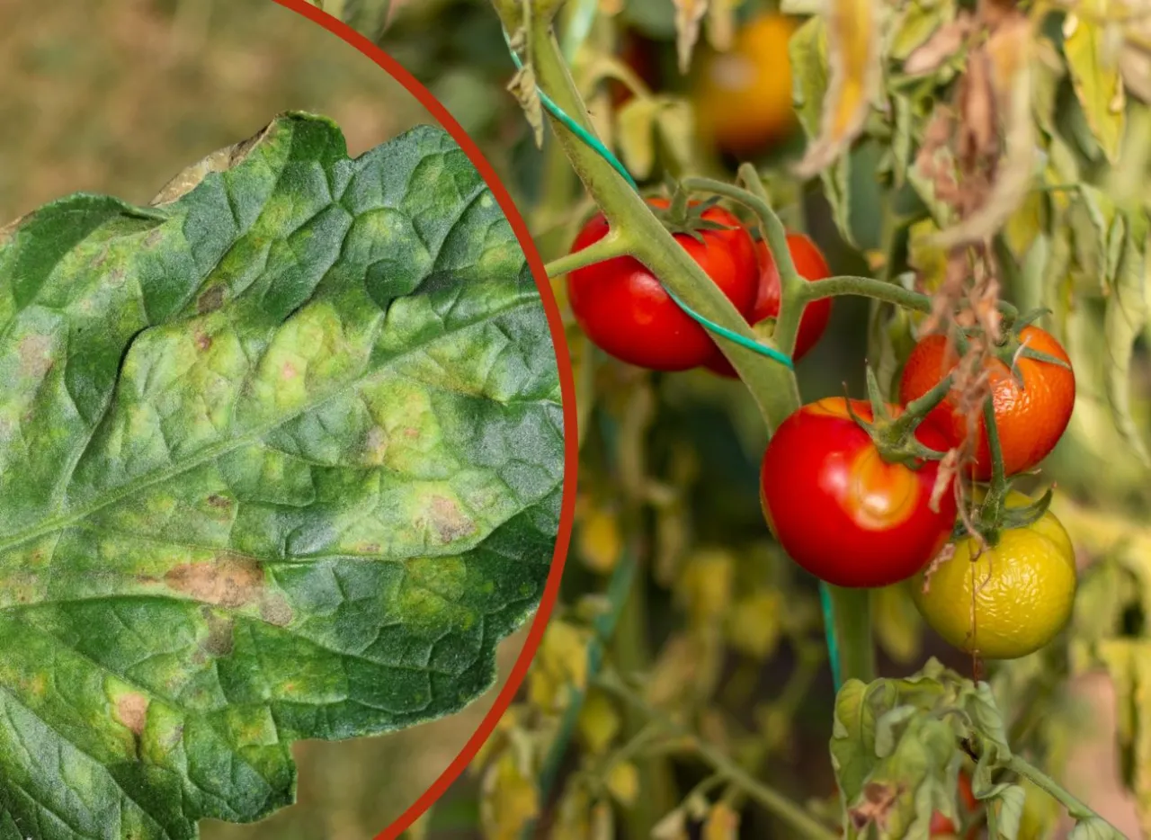 choroby pomidorów lima