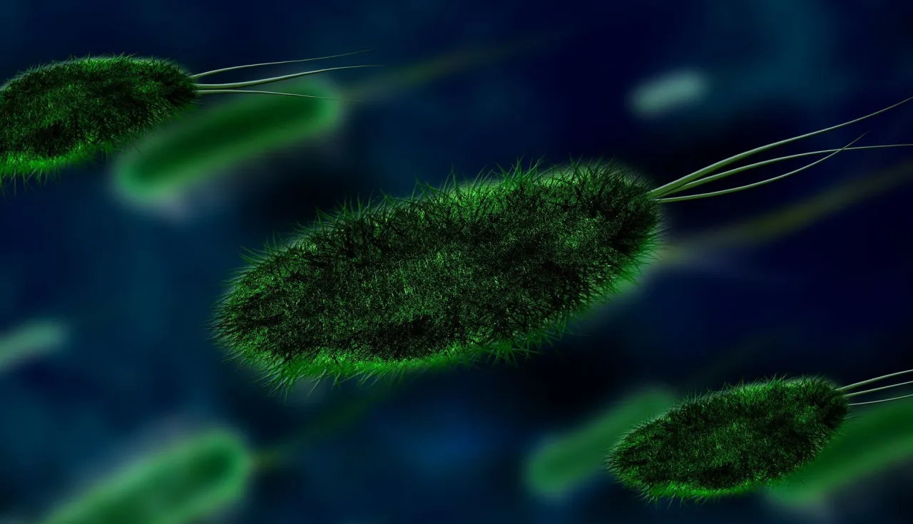 Probiotyki Helicobacter pylori
