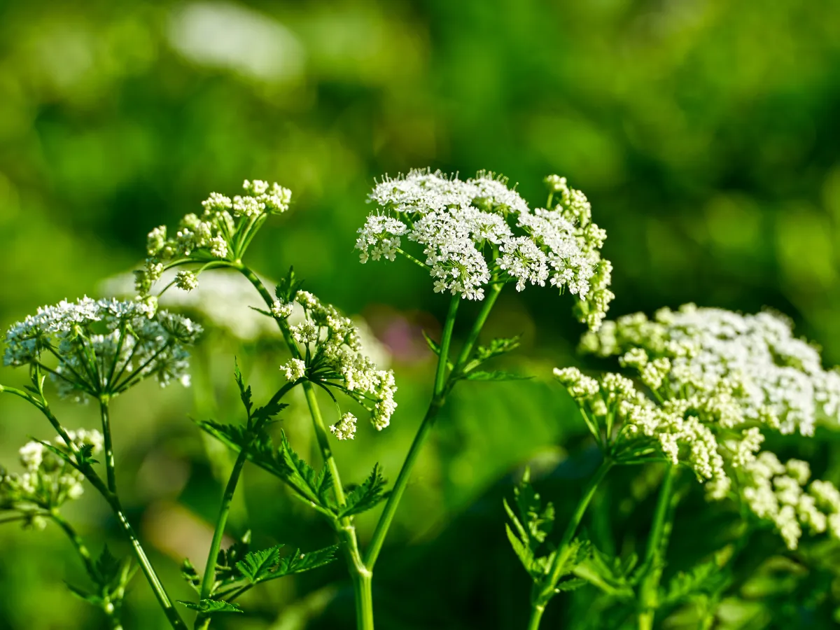 chwast podobny do kopru identyfikacja