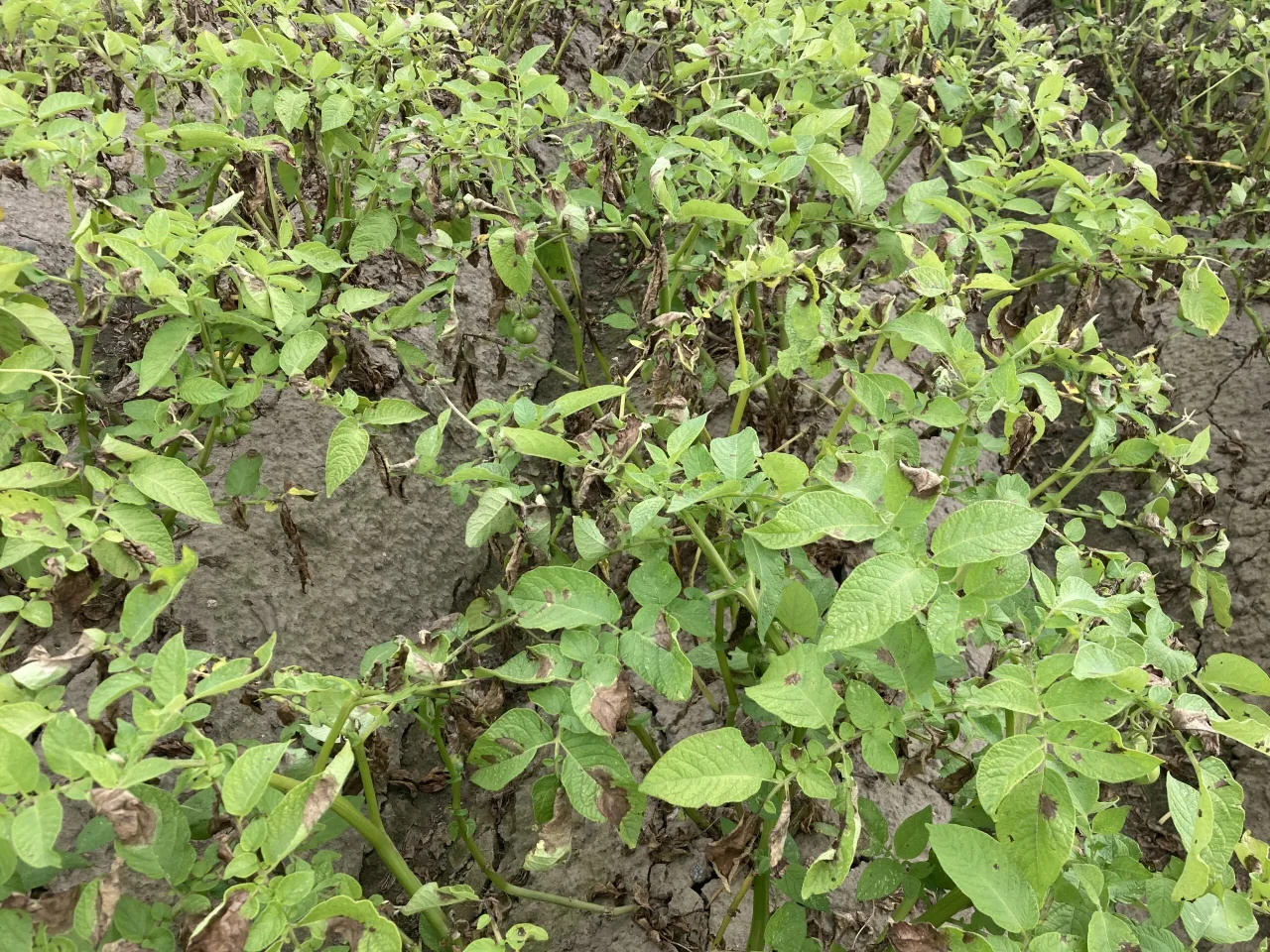 Ziemniaki na polu, niekt&oacute;re liście są zielone, inne brązowe i uschnięte. Widać małe zielone pomidorki.