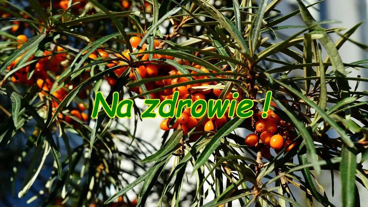 Zdjęcie Nalewka z rokitnika na co pomaga - odkryj jej zdrowotne właściwości