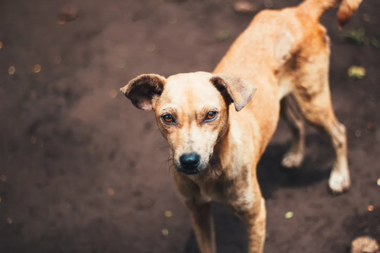 odszkodowanie po pogryzieniu przez psa