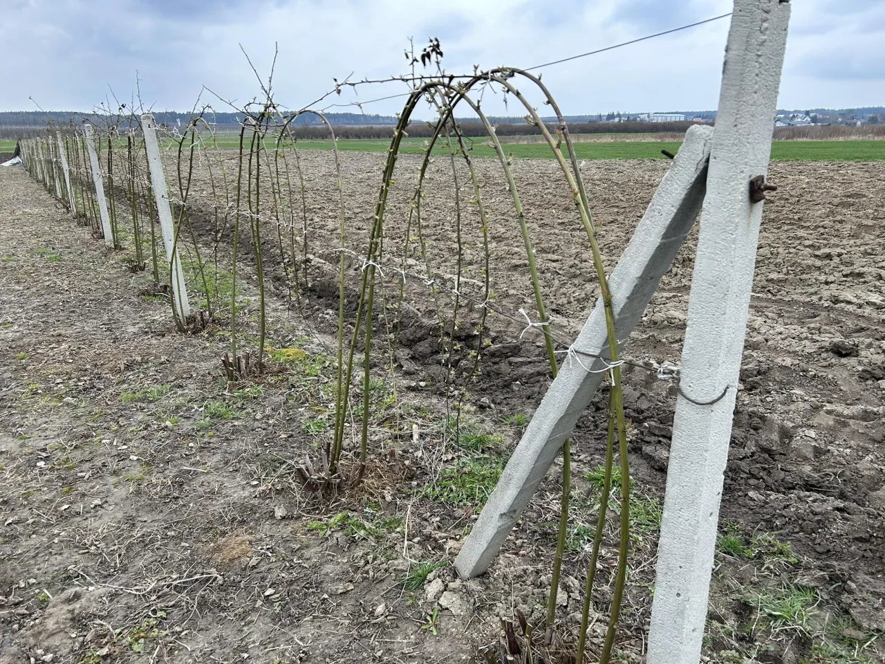 prowadzenie jeżyny bezkolcowej na podporach wachlarz