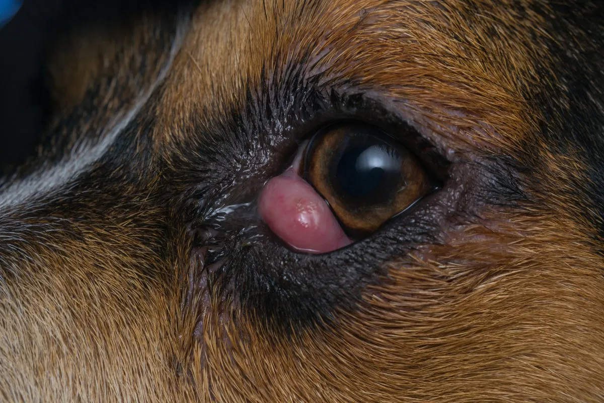 Wypadnięcie gruczołu trzeciej powieki cherry eye pies