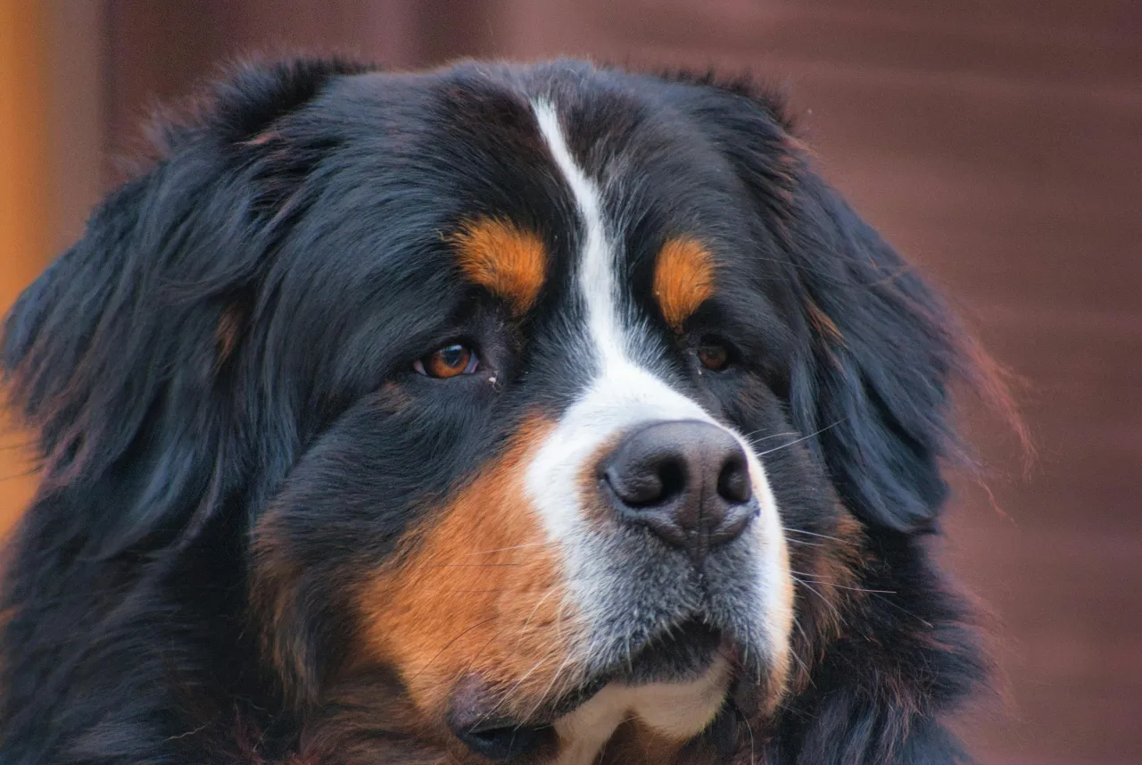 Bernese Mountain Dog portrait