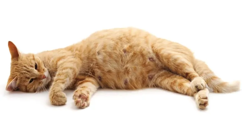 kotka w zaawansowanej ciąży z widocznym brzuchem