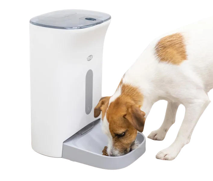 zdrowy pies miska karmy