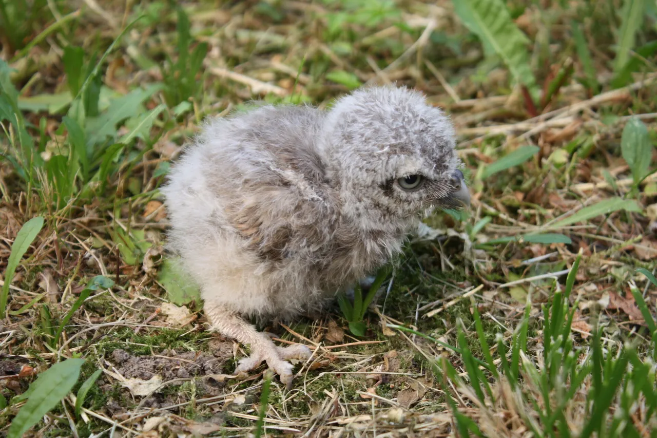 pisklę vs podlot r&oacute;żnice