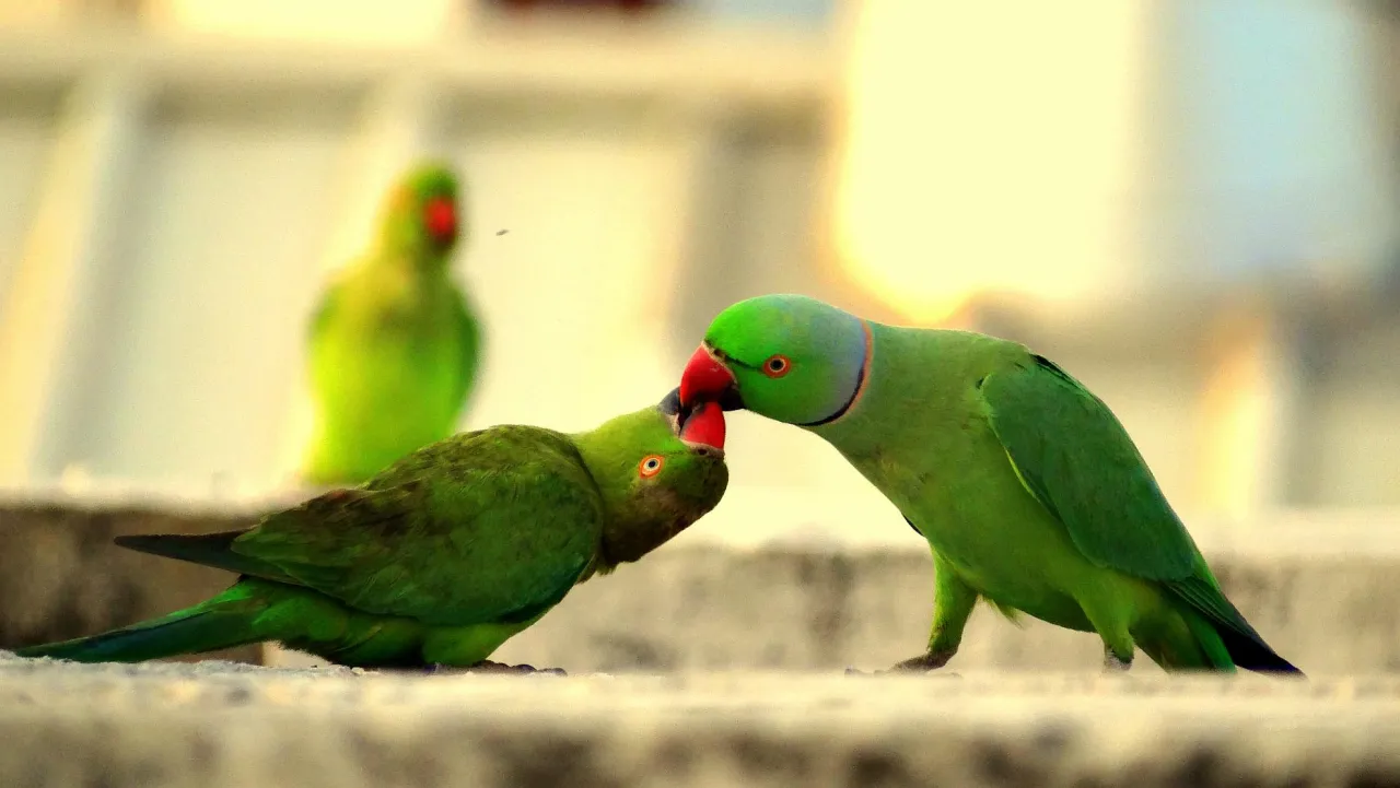 Różne gatunki papug obok siebie, np. falista, nimfa, ara, żako