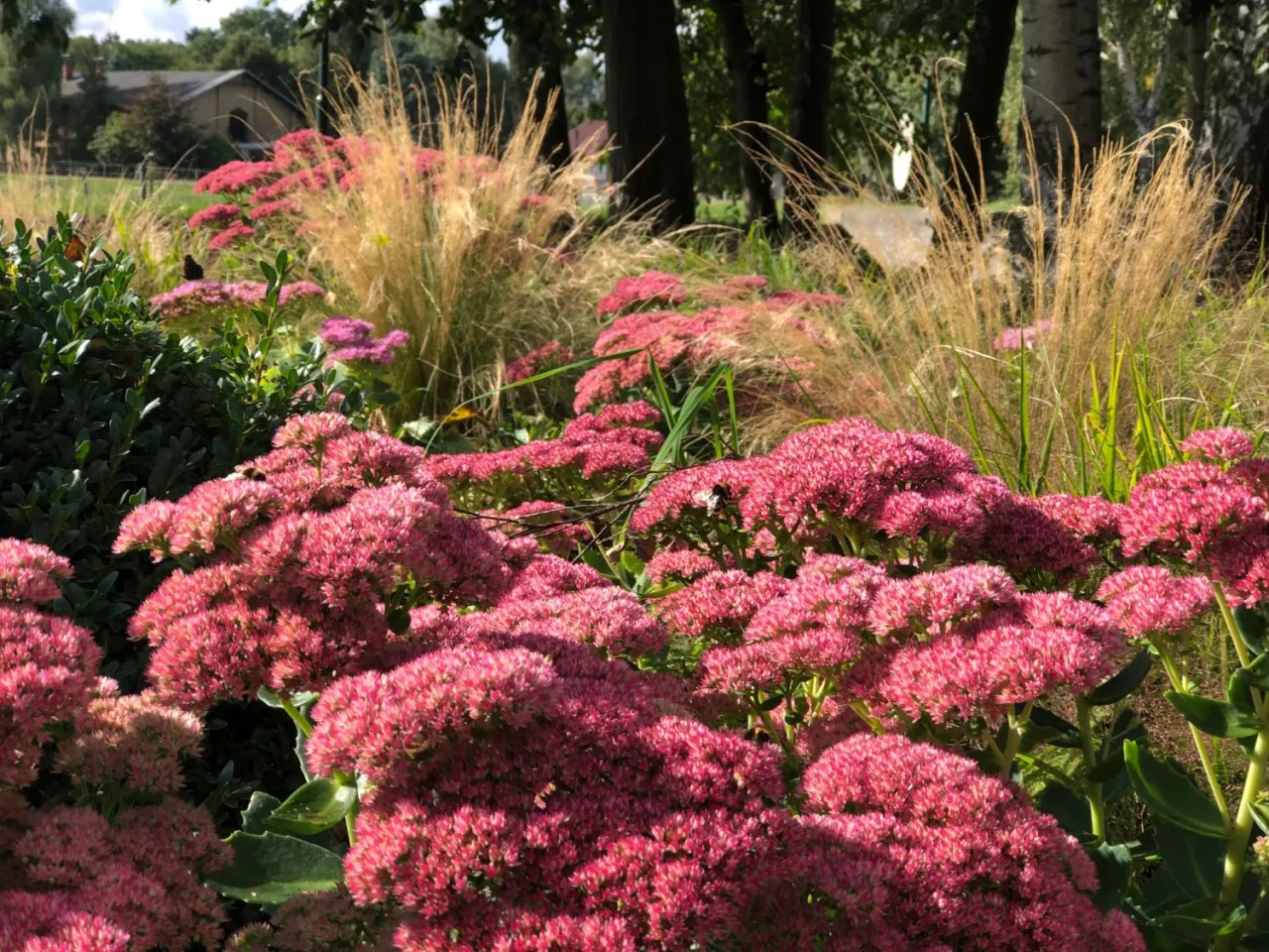 kwiaty bulwiaste na suchej glebie, liatra kłosowa, czosnek ozdobny