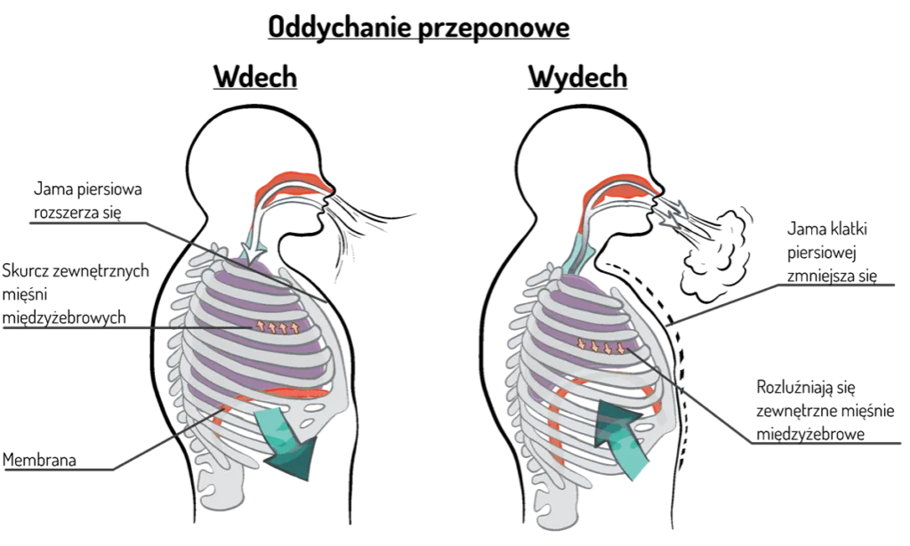 schemat oddychania przeponowego i piersiowego