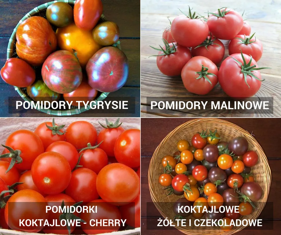 por&oacute;wnanie mrożonych i wekowanych pomidor&oacute;w