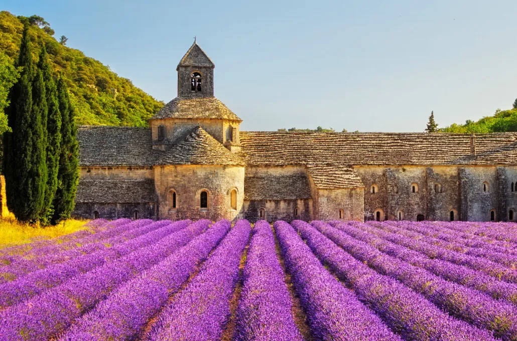 Pola lawendy w Prowansji