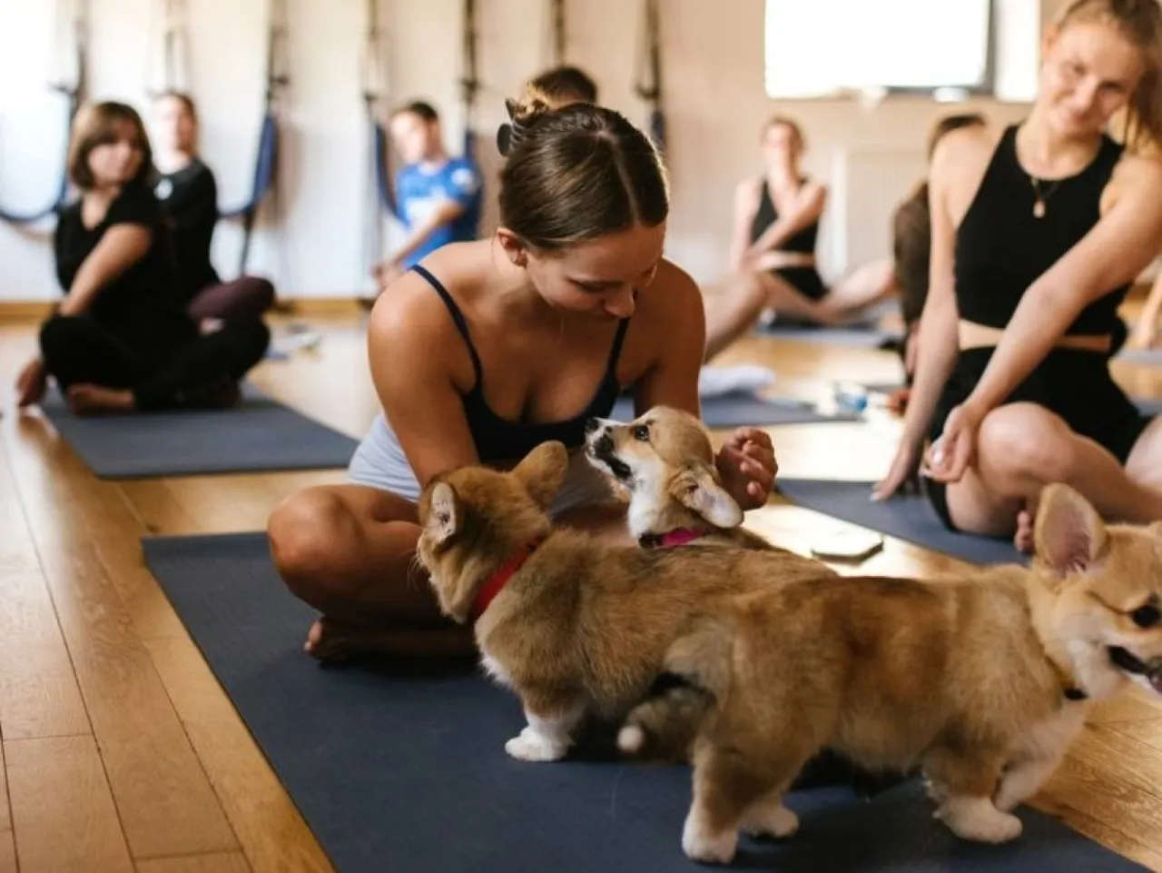 szczeniaki odpoczywające puppy yoga